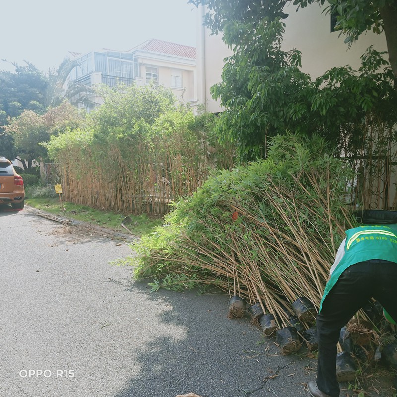 種植觀(guān)賞竹