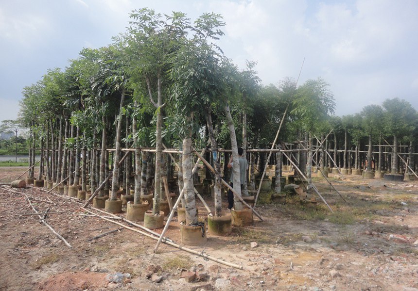 氣溫是影響景觀(guān)植物生長(cháng)發(fā)育的重要因素之一