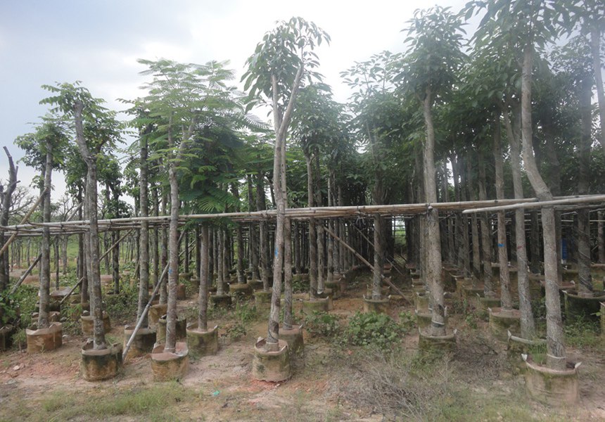 全國各地區園林景觀(guān)適合種植的喬木類(lèi)有哪些