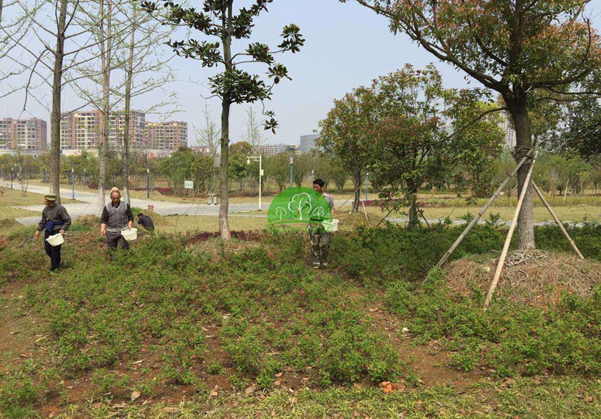 土壤影響著(zhù)園林公司的植物生長(cháng)