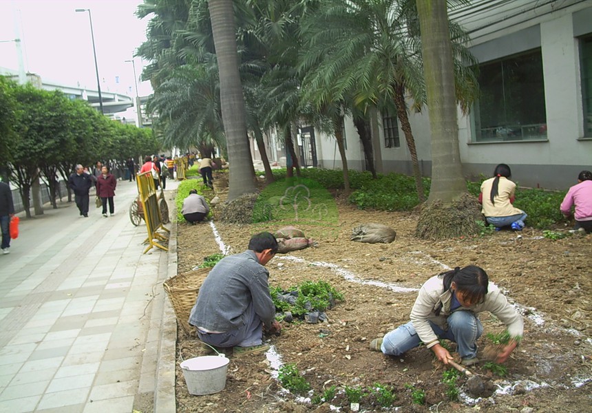 園林景觀(guān)工程完成后的9大保養措施